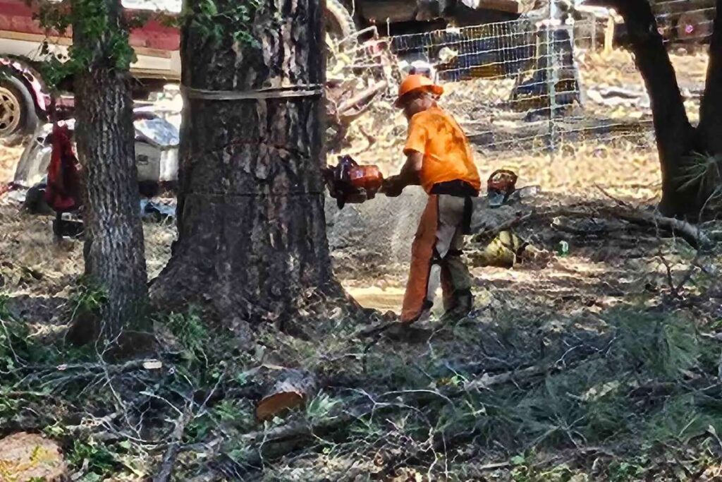 Do I Need a Permit to Remove a Tree in Melbourne?