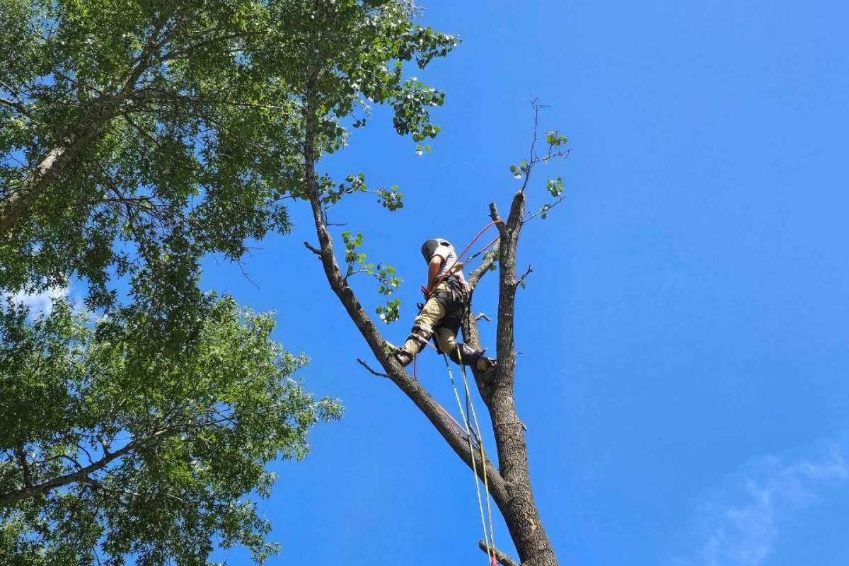 When Is the Best Time of Year to Prune Trees in Melbourne?